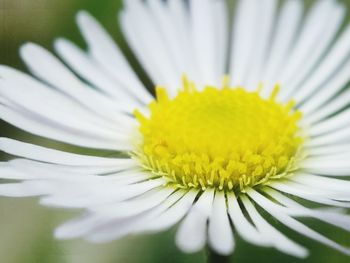 Macro shot of yellow flower