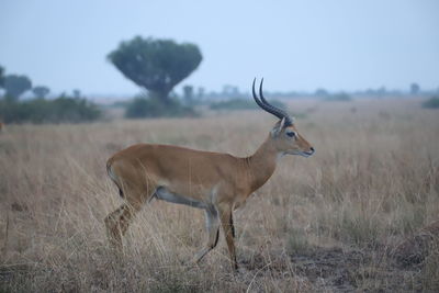 Side view of a horse on field