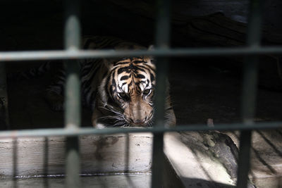 Cat in cage at zoo