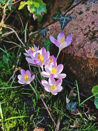 High angle view of purple crocus flowers