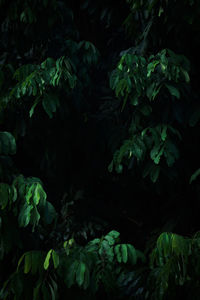 Full frame shot of flowering plants