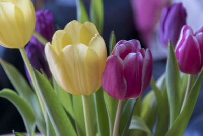 Blooming tulips in a vase. the first messengers of spring.