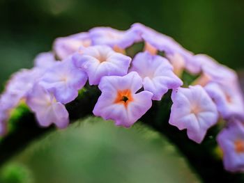 Close-up of purple flowering plant