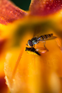 Close-up of yellow flower