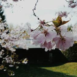 Close-up of pink flowers blooming in park