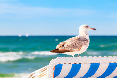 Seagull perching on a beach