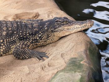 Close-up of crocodile