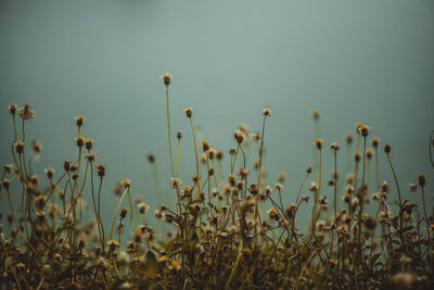 Close-up of flowering plants on field against sky