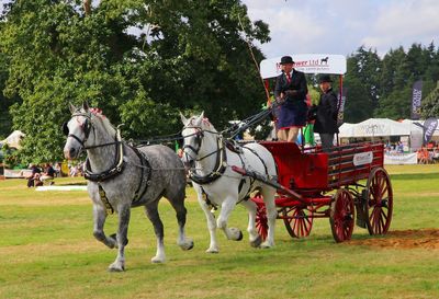 Horse cart on field