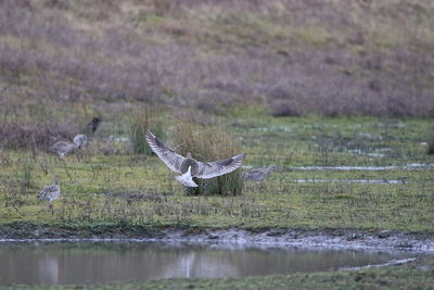 Seagull flying over a lake