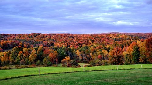 Scenic view of trees on landscape against sky