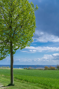 Scenic view of agricultural field against sky