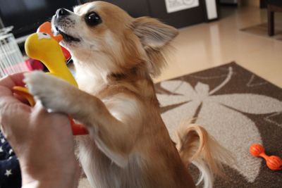 View of dog eating food at home