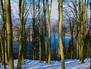 Pine trees in forest during winter