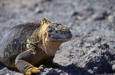 Close-up of marine iguana on rock