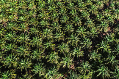 Full frame shot of plants