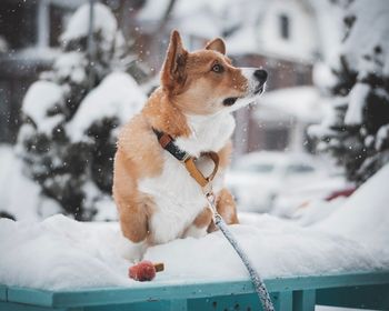 Dog looking away on snow