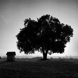 Bare trees on grassy field