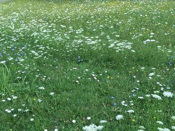 High angle view of plants growing on field