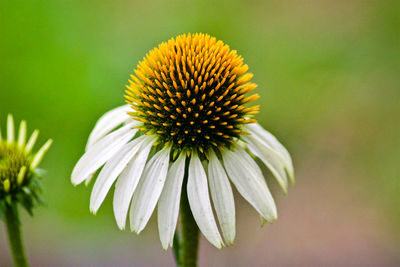 Close-up of coneflower blooming outdoors