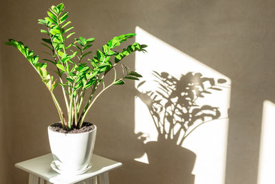 Zamioculcas bush in a white ceramic pot and shadows on the wall - image