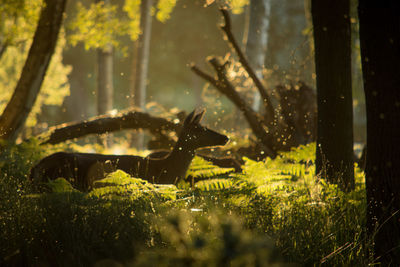 Female reddeer backlit by sunset