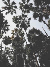 Low angle view of trees against sky