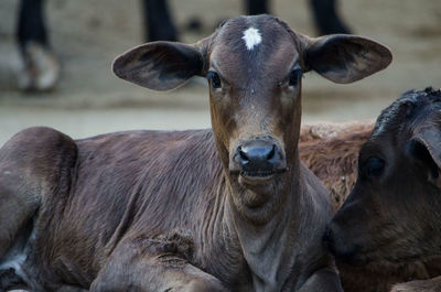 Portrait of calf at farm