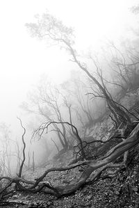 View of bare trees in foggy weather