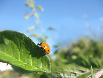 Close-up of ladybug on leaf