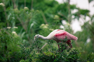Side view of roseate spoonbill perching on branch in forest