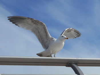 Low angle view of seagull perching on railing