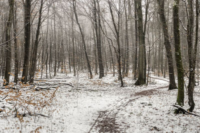 Bare trees in forest during winter