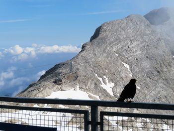 Low angle view of bird perching on mountain against sky