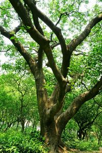 Low angle view of trees