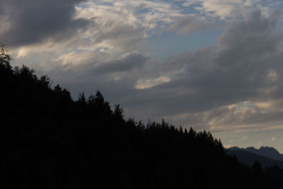 Trees against sky