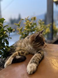 cat
