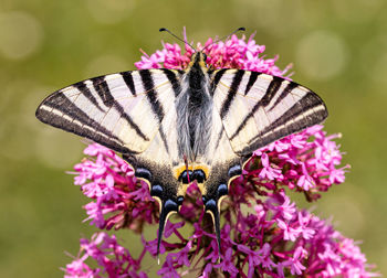 Close-up of butterfly pollinating on pink flower
