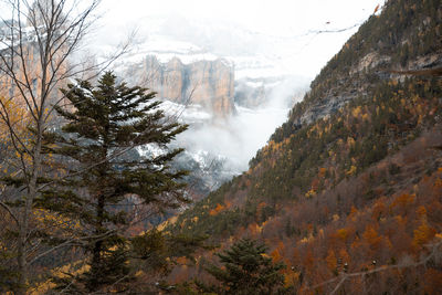 Scenic view of forest during winter