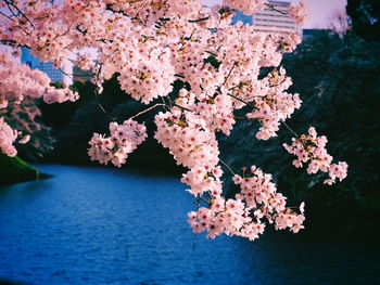 Pink cherry blossoms in lake