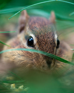animal