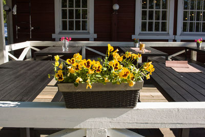 Potted plants on table