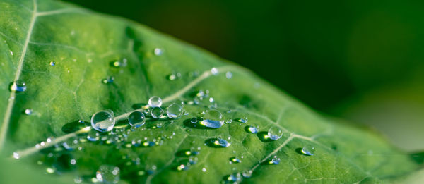 Close-up of raindrops on leaves