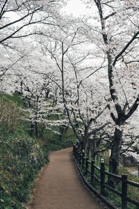 View of cherry blossom trees in park