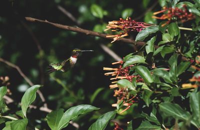 Bird flying in a plant