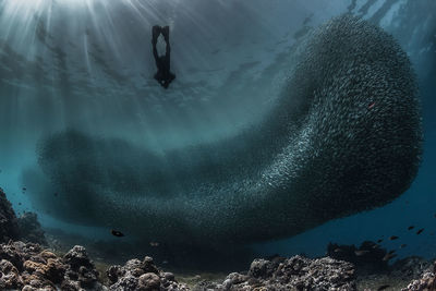 Scuba diver swimming before school of fish