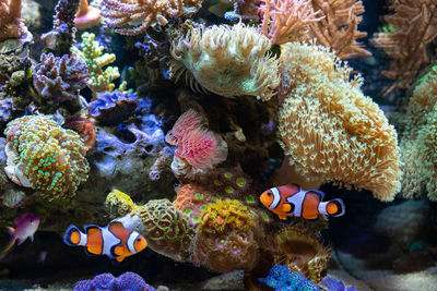 View of fish swimming in sea