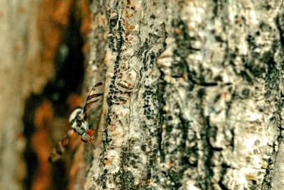 tree trunk