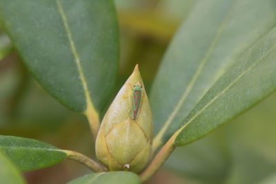 Close-up of insect on plant