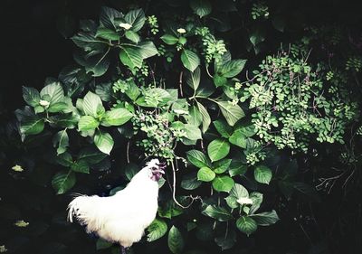 Plants growing on tree